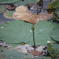 Nelumbo nucifera Gaertn.